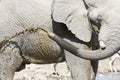 Elephant having bath. Royalty Free Stock Photo