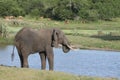 An elephant drinking at the water hole Royalty Free Stock Photo