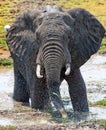 Elephant having a splashing time in Spouth Luangwa, Zambia Royalty Free Stock Photo