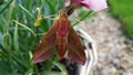 Elephant Hawk Moth and Carnation