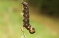 An Elephant Hawk-moth Caterpillar Deilephila elpenor feeding on a willowherb plant.