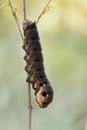 Elephant Hawk-moth caterpillar Deilephila elpenor