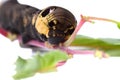 Elephant Hawk Moth caterpillar E