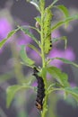 Elephant hawk-moth caterpillars (Deilephila elpenor)