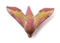 Elephant Hawk, moth, Deilephila elpenor