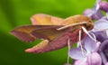 Elephant hawk moth, deilephila elpenor Royalty Free Stock Photo
