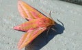 Elephant Hawk Moth Deilephila elpenor