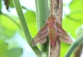 Elephant Hawk moth, Deilephilia elpenor.