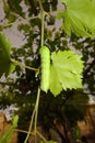 Elephant Hawk-moth larva crawling on grape leaf Royalty Free Stock Photo