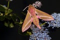 Elephant hawk moth.