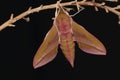 Elephant hawk moth.