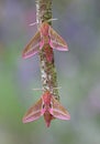 Elephant Hawkmoths Royalty Free Stock Photo