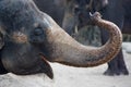 An elephant head Royalty Free Stock Photo