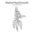 Elephant-head amaranth Amaranthus gangeticus, or tricolor , medicinal plant