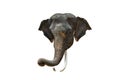 Elephant Head. Asia elephant on isolated white Royalty Free Stock Photo