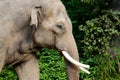 Elephant head close side profile portrait against green background, with visible white tusks or modified second incisors Royalty Free Stock Photo