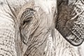 Elephant head close up Royalty Free Stock Photo