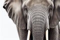 An elephant head close-up shot on white background Royalty Free Stock Photo