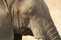 Close up of Elephant head showing eye Royalty Free Stock Photo