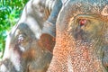 Elephant head close-up. View from the side. Royalty Free Stock Photo