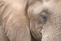 Elephant head and eye close-up detail Royalty Free Stock Photo