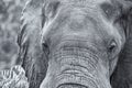 Elephant head and eye close-up detail artistic conversion Royalty Free Stock Photo