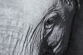 Elephant head and eye close-up detail artistic conversion Royalty Free Stock Photo