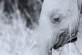 Elephant head and eye close-up detail artistic conversion Royalty Free Stock Photo