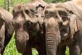 Elephant head family close together To feel like elephants whispering to each other Elephant in Thailand