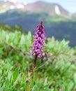 Elephant Head Flower Along the Ute Trail in Rocky Mountain National Park