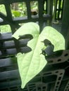 elephant head leaf