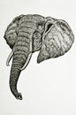 Elephant head portrait