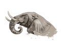 Elephant head portrait from a splash of watercolor, colored drawing, realistic Royalty Free Stock Photo