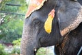 Elephant head shot with chains used for transportation Royalty Free Stock Photo