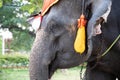 Elephant head shot with chains used for transportation Royalty Free Stock Photo