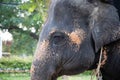 Elephant head shot with chains used for transportation Royalty Free Stock Photo