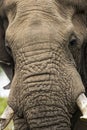 Elephant head trunk tusk pattern and texture Royalty Free Stock Photo