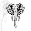 Elephant head vector illustration, editable and detailed Royalty Free Stock Photo