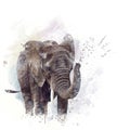 Elephant Head watercolor Royalty Free Stock Photo