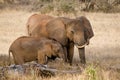 Elephant and her baby. Tsavo West National Park