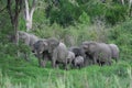 Elephant herd