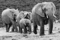 Elephant herd