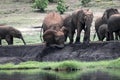 Elephant herd