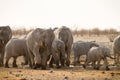 Elephant herd Royalty Free Stock Photo