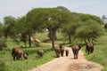 Elephant herd Royalty Free Stock Photo