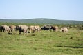 Elephant Herd