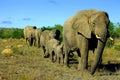 Elephant herd Royalty Free Stock Photo