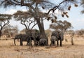 Elephant herd Royalty Free Stock Photo