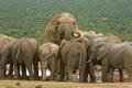 Elephant Herd Royalty Free Stock Photo