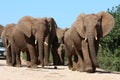 Elephant Herd Royalty Free Stock Photo